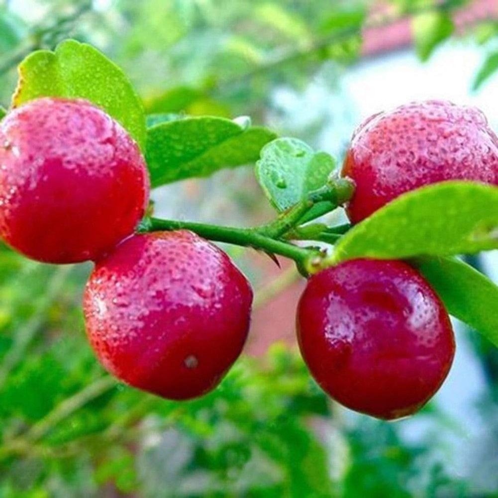 Australian Red Lime Plant