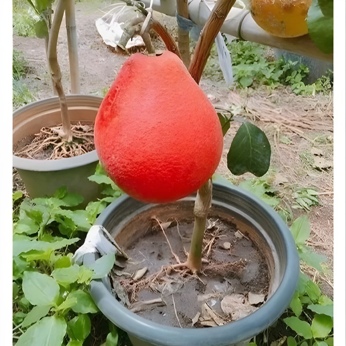 Grafted Red Pomelo Plant