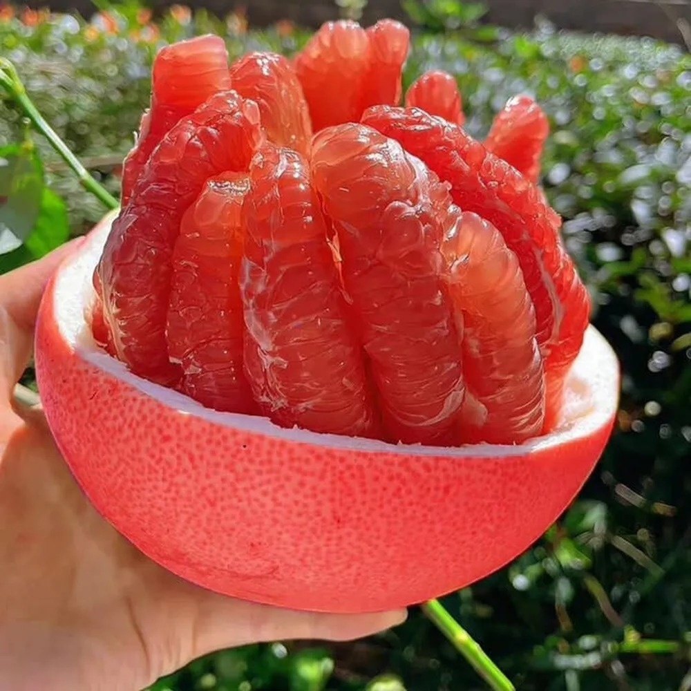 Grafted Red Pomelo Plant, image 2 of 2