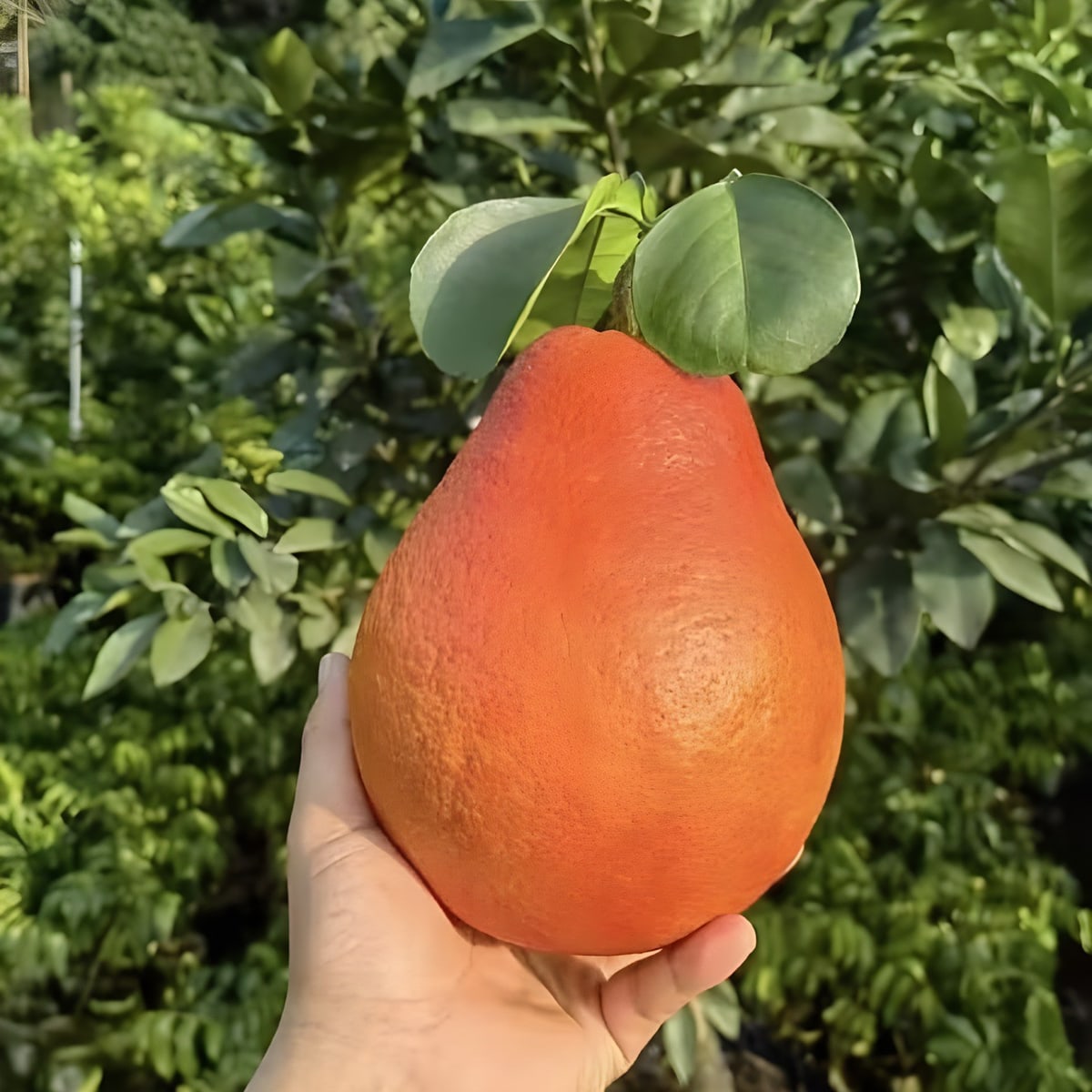 Dekopon Orange Plant