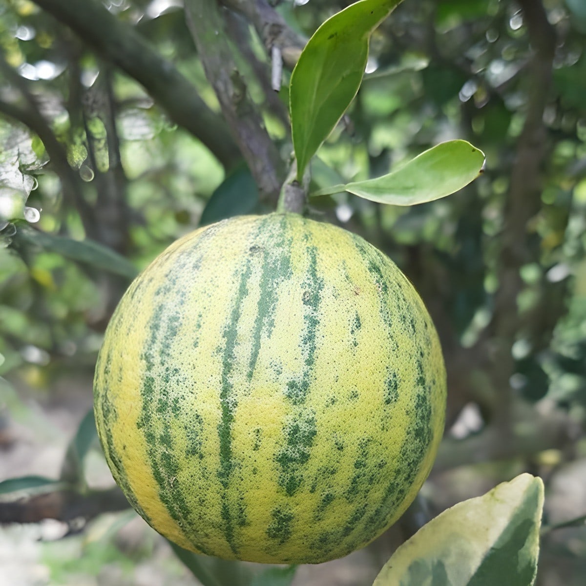 Thai Variegated Malta Lemon Plant