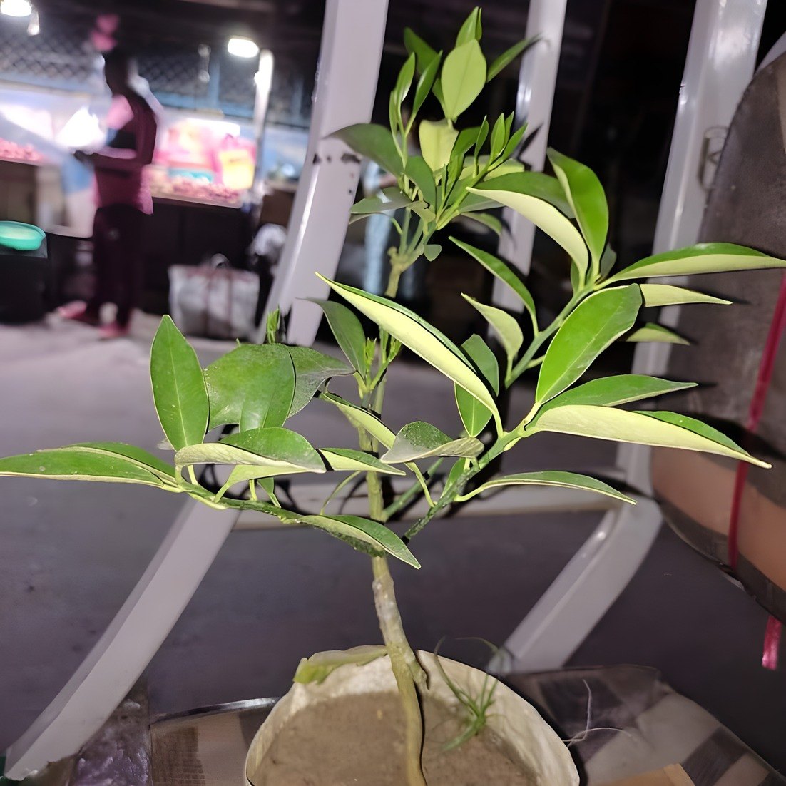 Sweet Lemon Plant, image 4 of 4