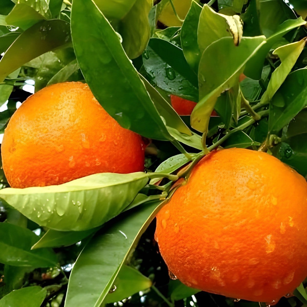 Yellow Malta Lemon Plant
