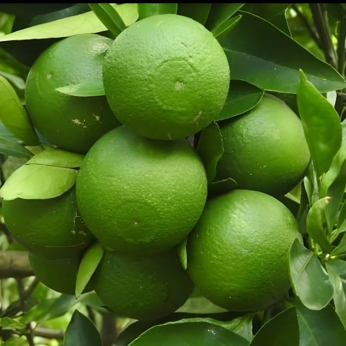 Vietnam Malta Lemon Plant