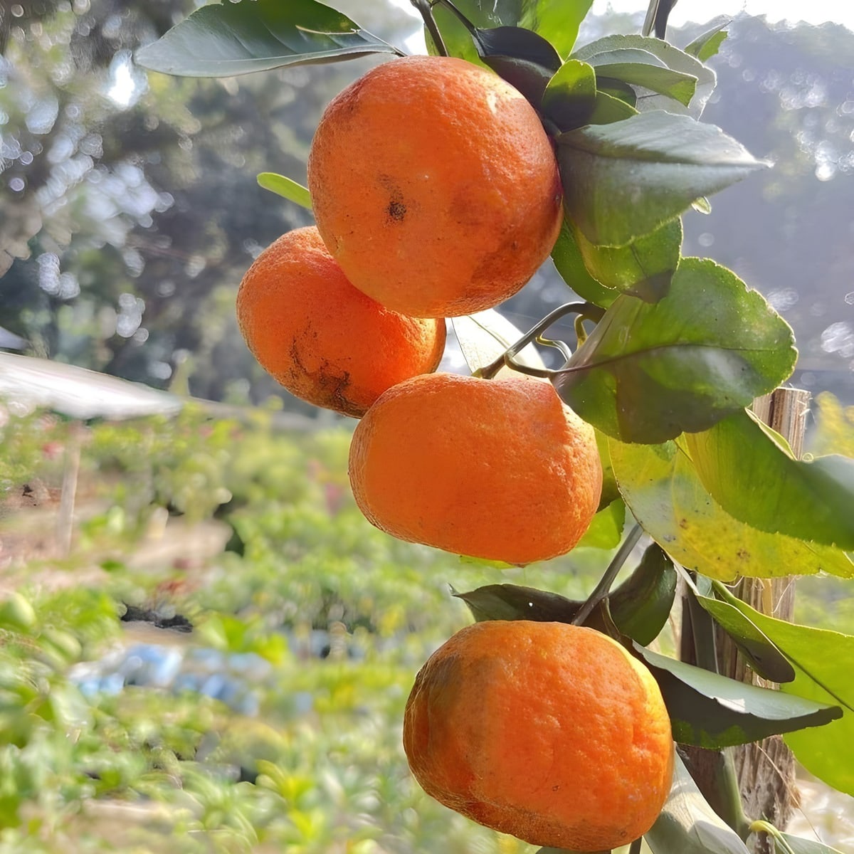 Chataki Orange Plant