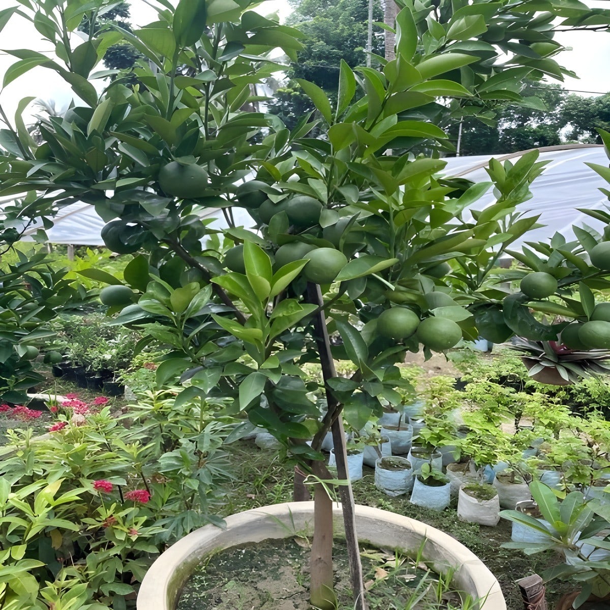Bari 1 Sweet Malta Musambi Plant
