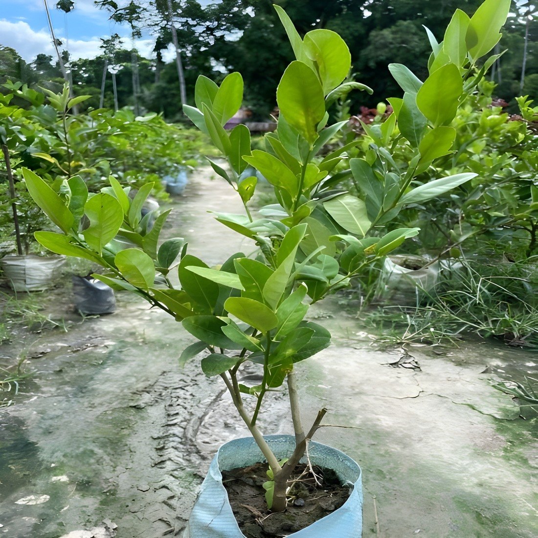 Thai All Time Gondhoraj Lemon Plant, image 2 of 2
