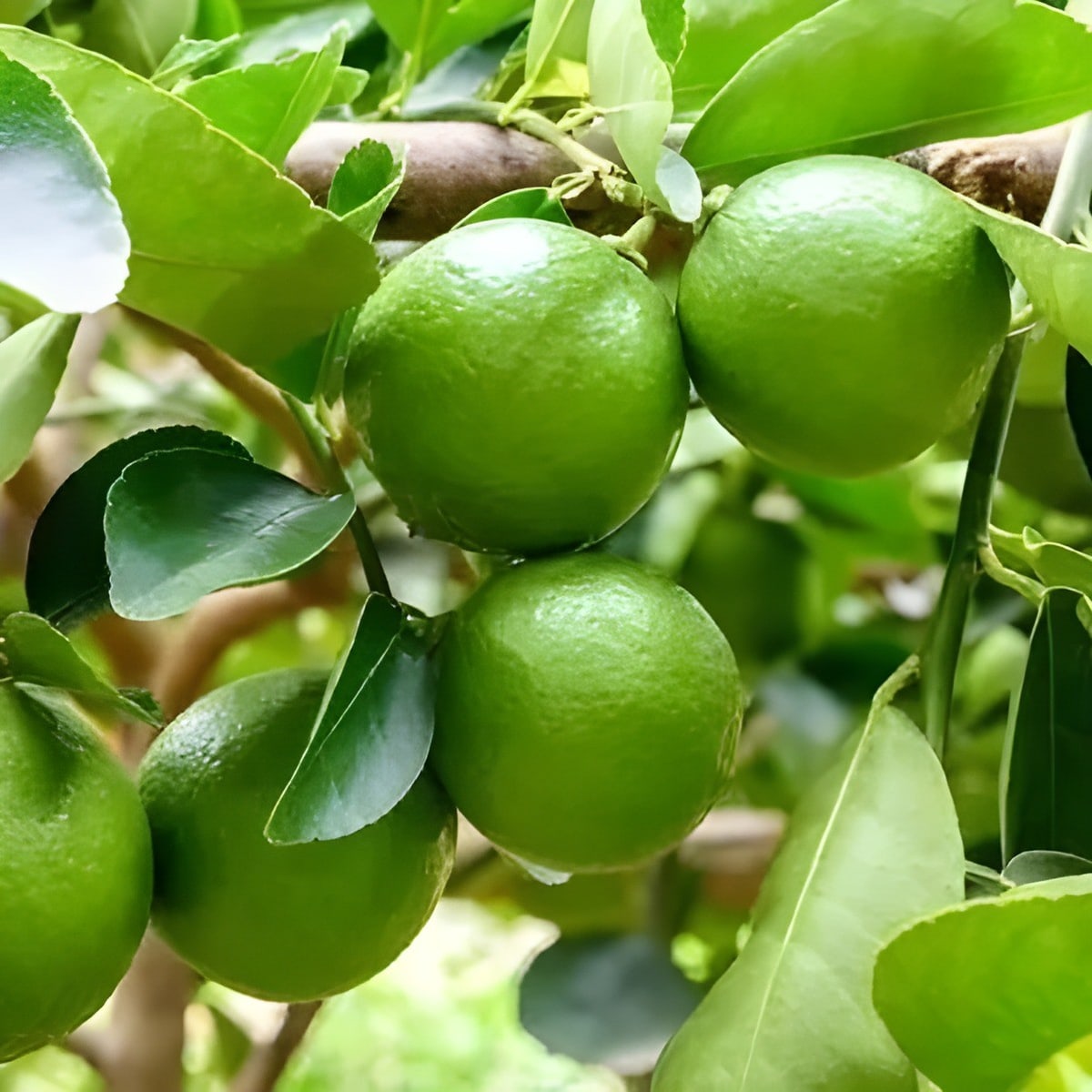 Thai Pati Lemon Plant