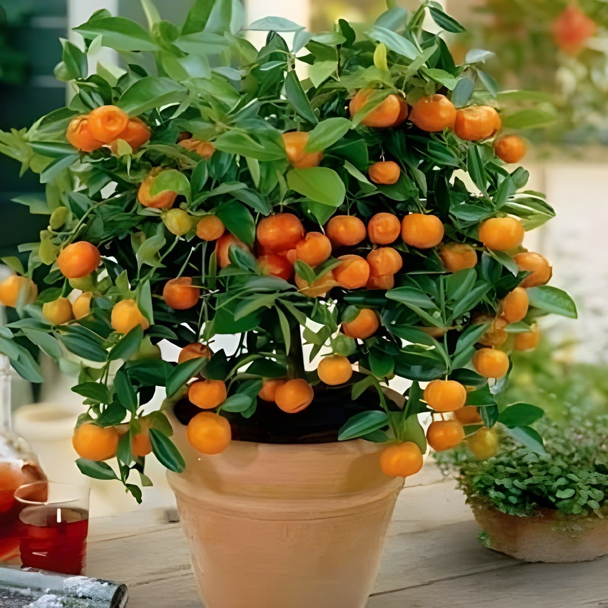 Chinese Orange Plant