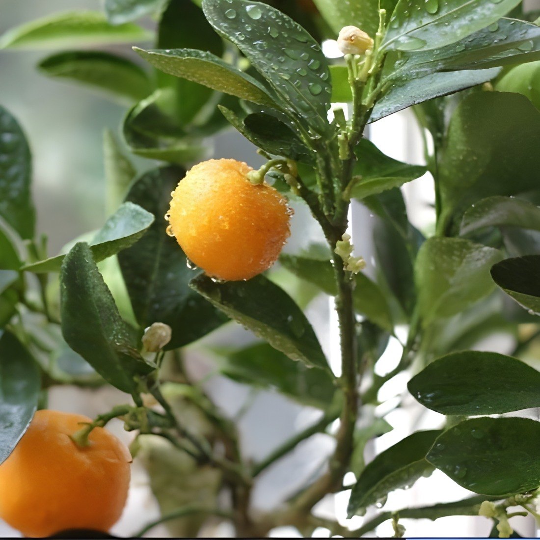 Chinese Orange Plant, image 2 of 3