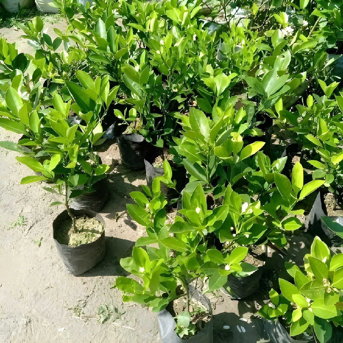 Chinese Orange Plant, image 3 of 3