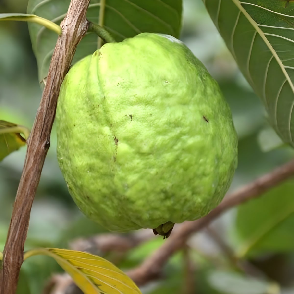 Baruipur Guava Plant