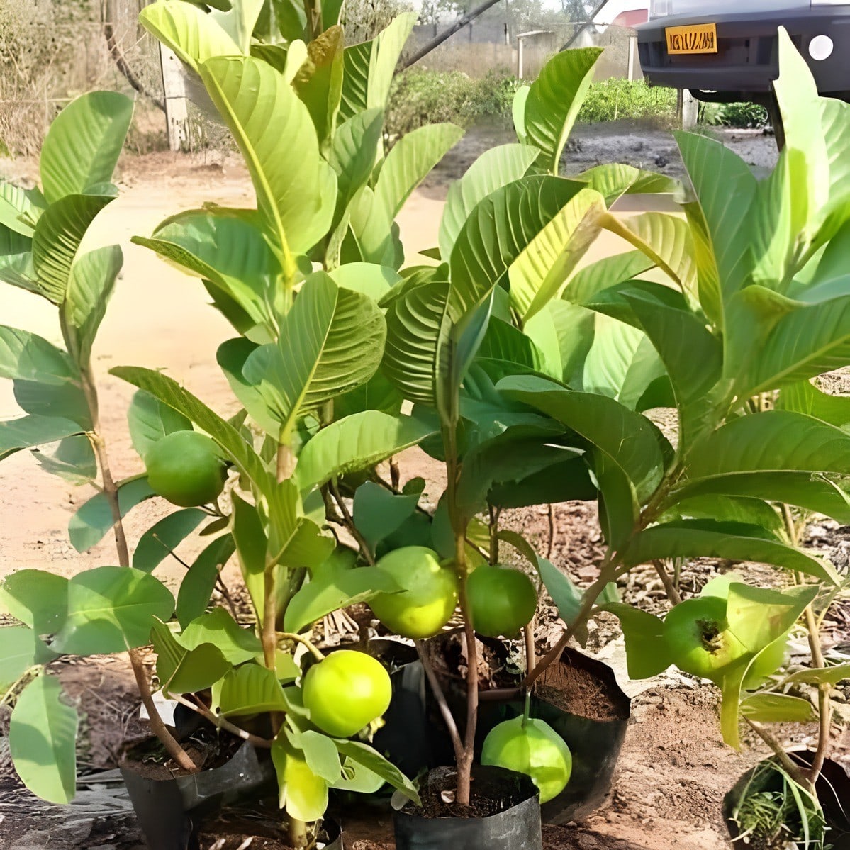 Allahabad Guava Plant