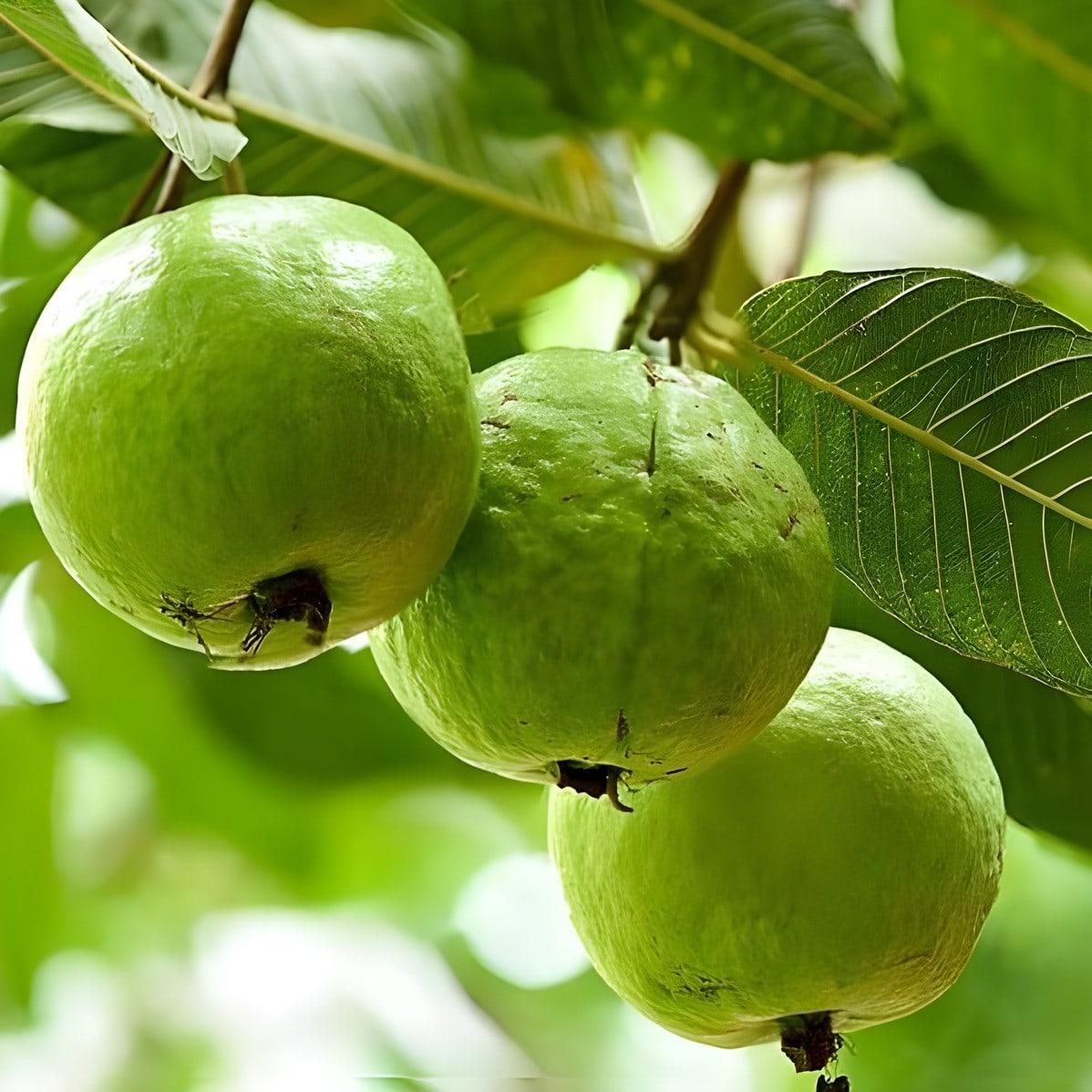 VNR Guava Plant