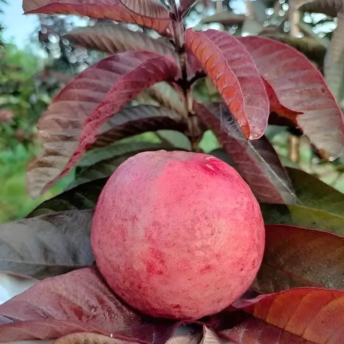 Black Diamond Guava Plant