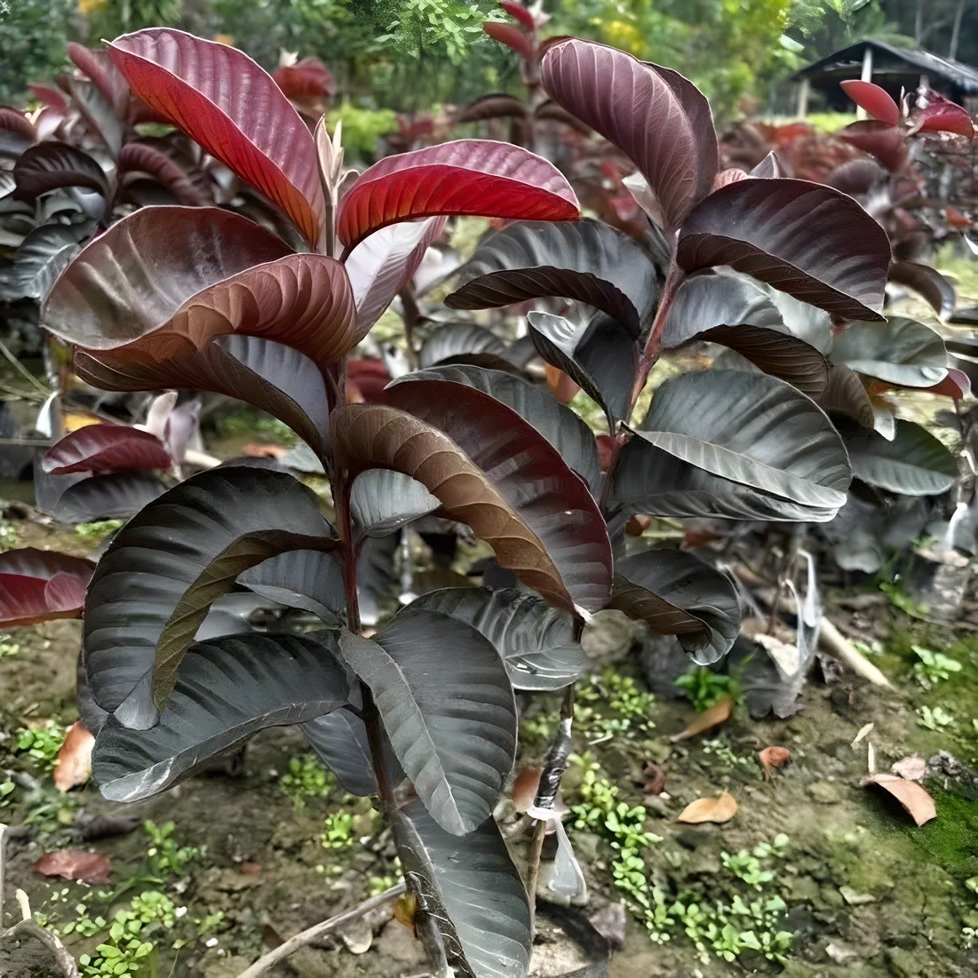 Black Diamond Guava Plant, image 2 of 3