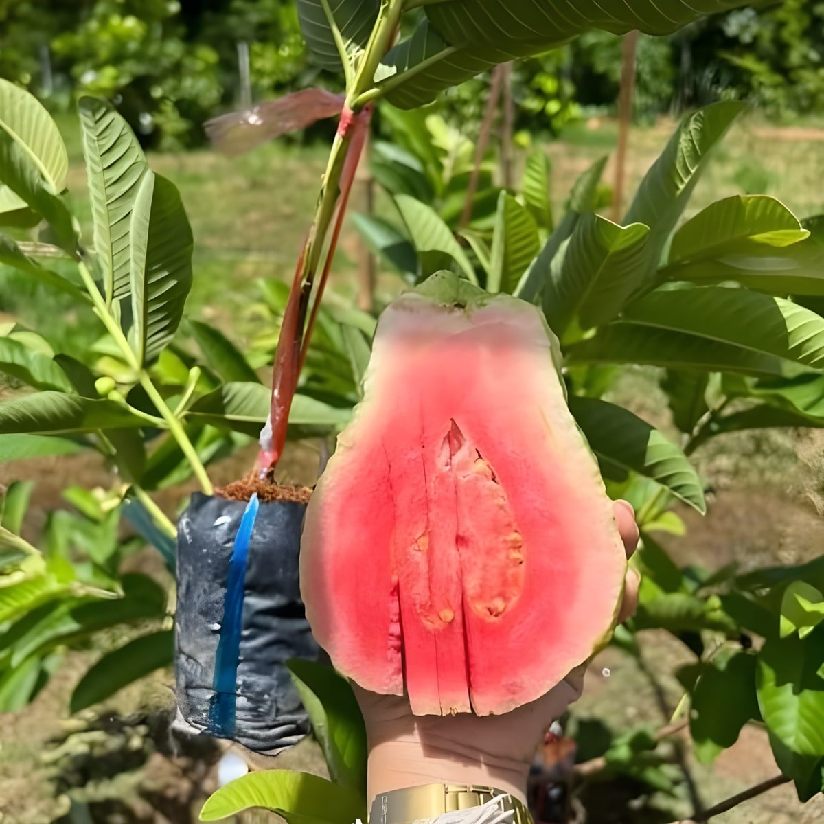 Red Diamond Guava Plant