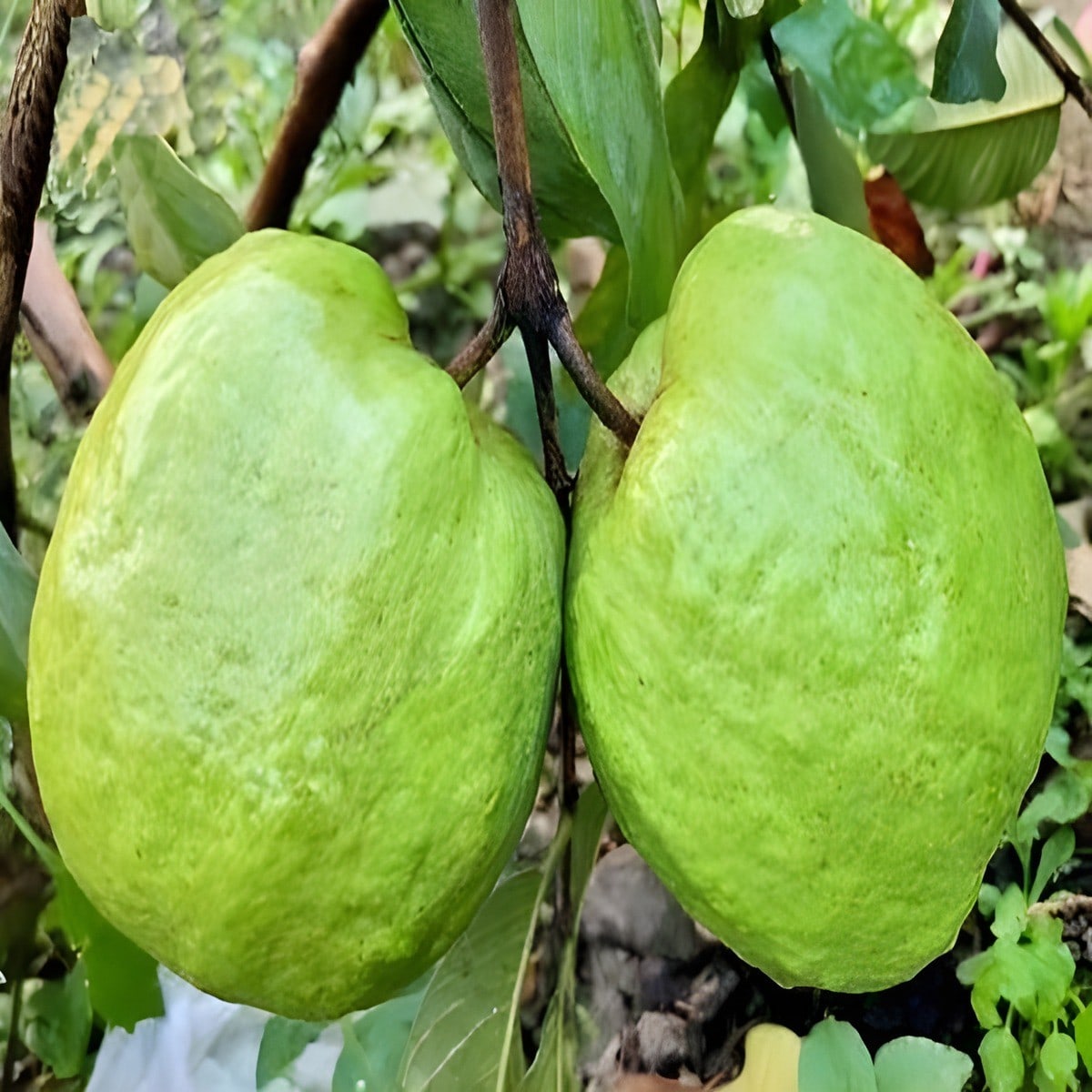 4 Kg Guava Plant