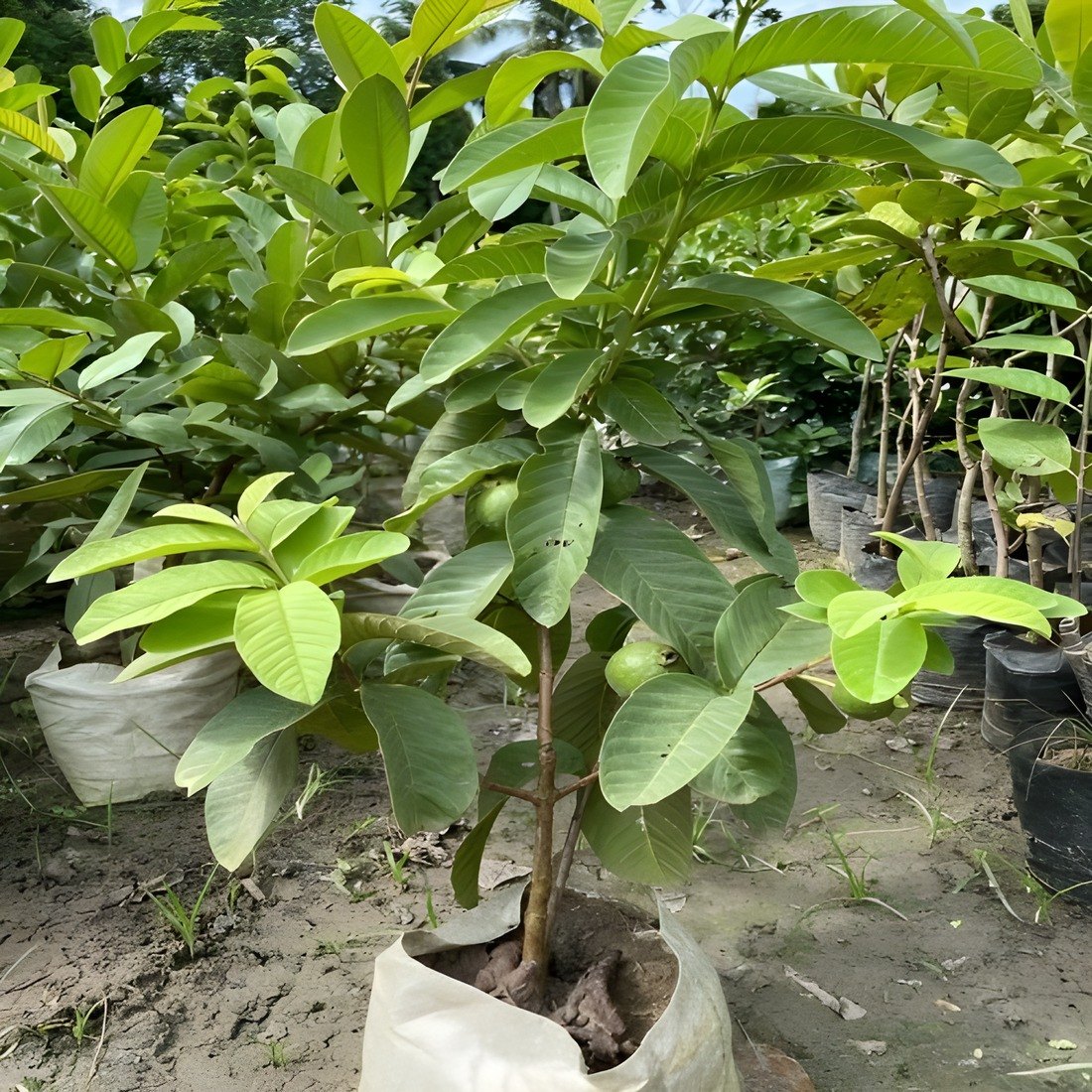 4 Kg Guava Plant, image 2 of 2