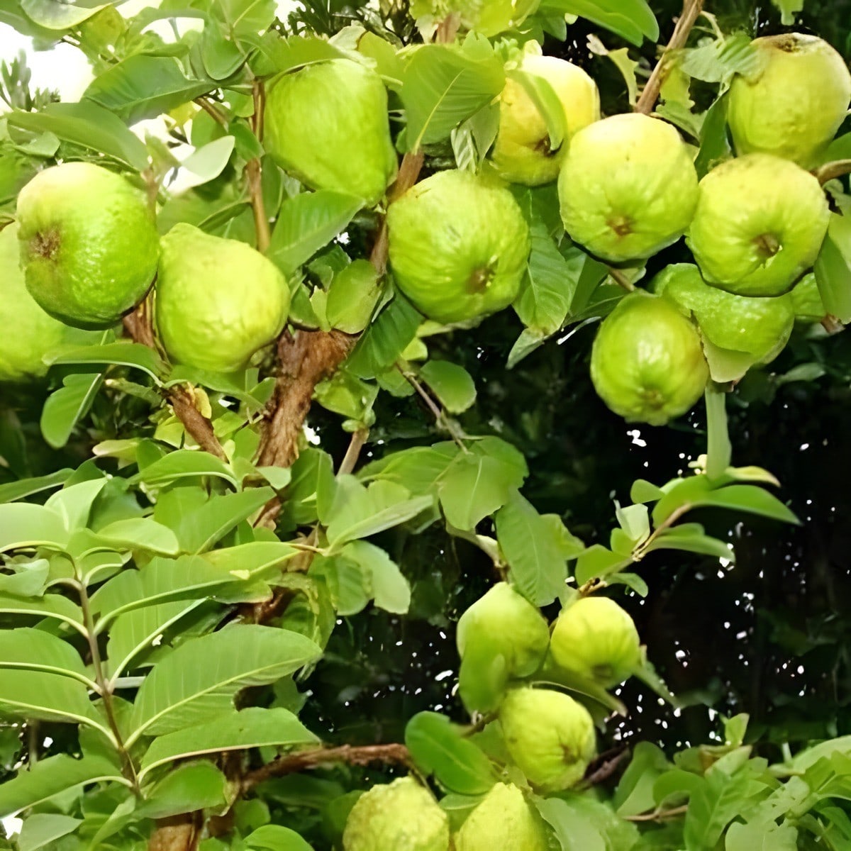 Thai Super Kiran Guava Plant