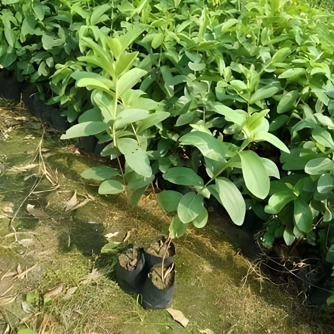Seedless Guava Plant, image 2 of 2