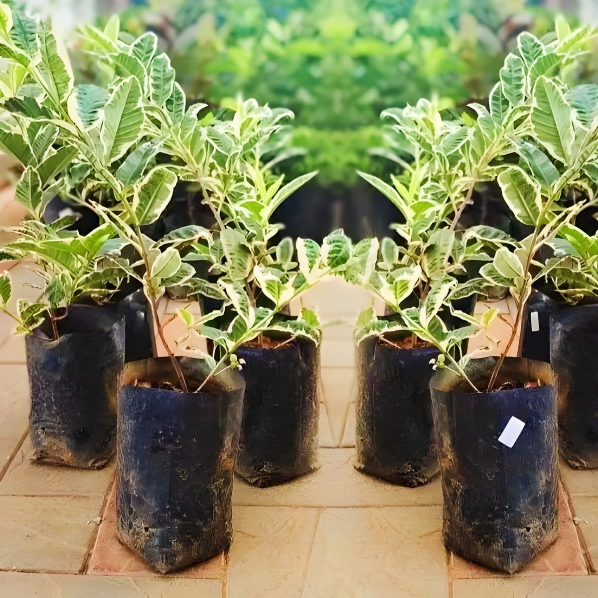 Variegated Guava Plant