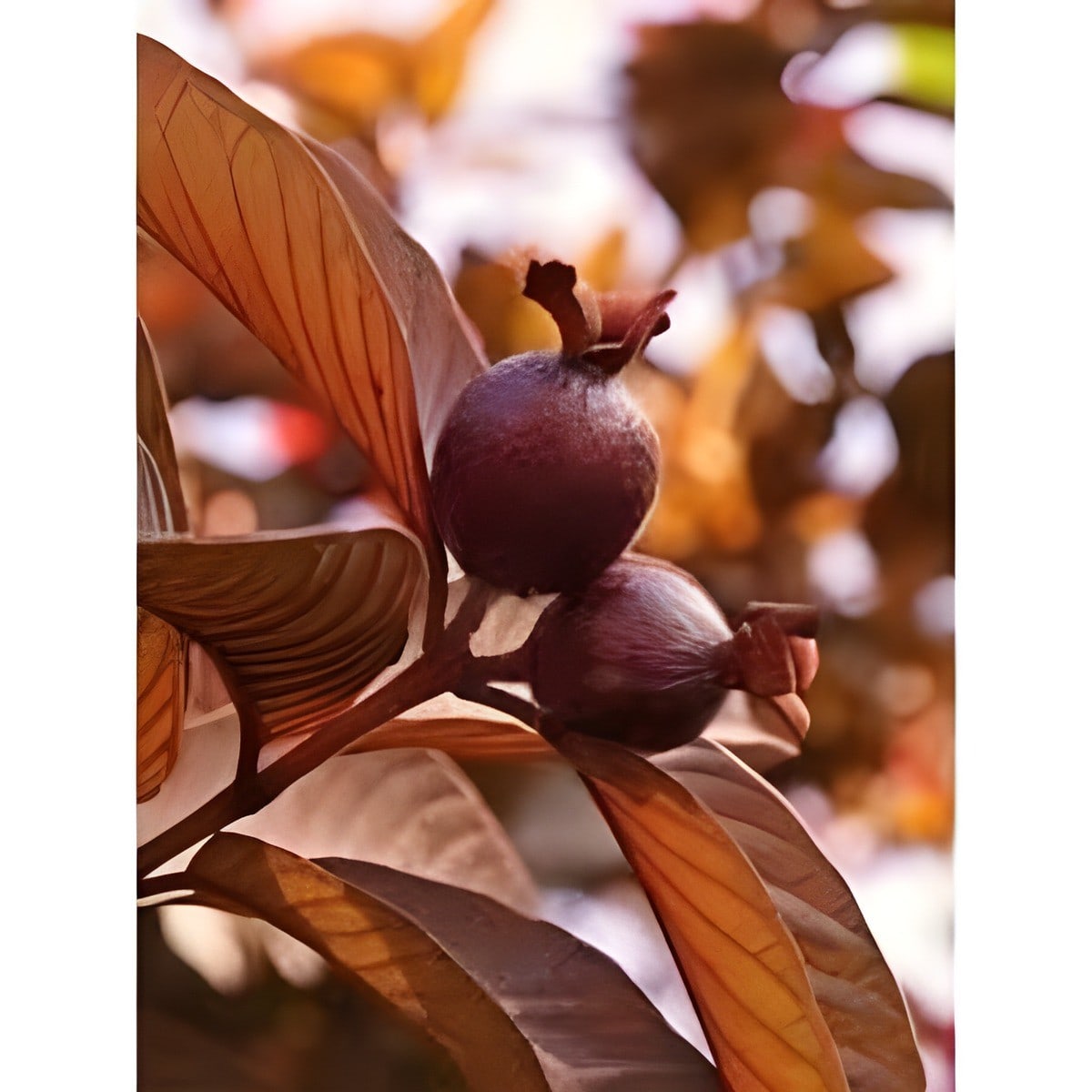 Thailand Red Guava Plant