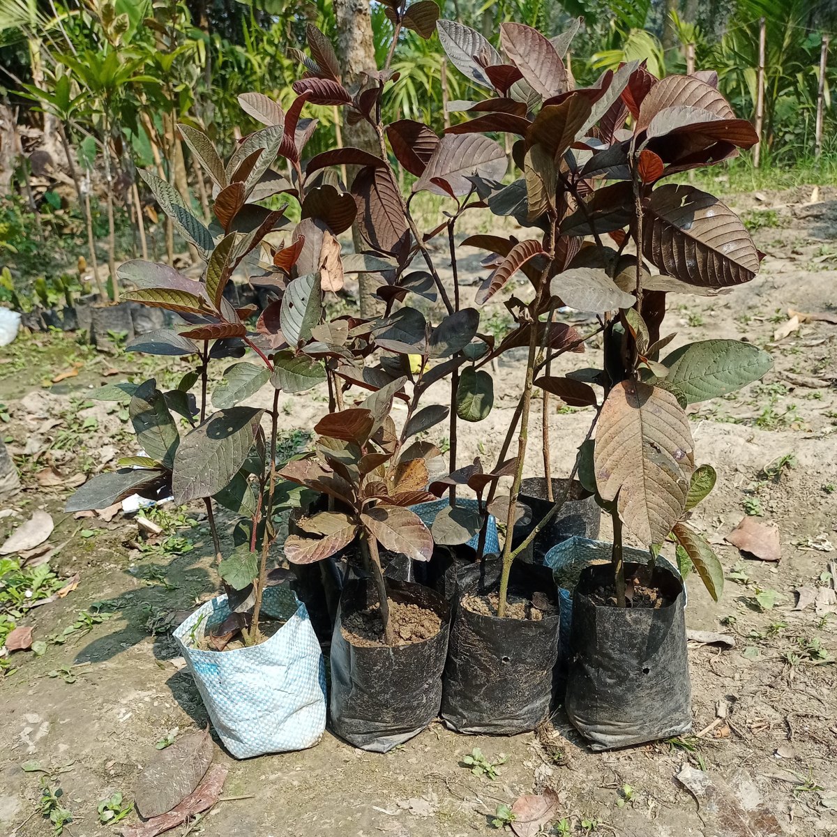 Thailand Red Guava Plant, image 2 of 4