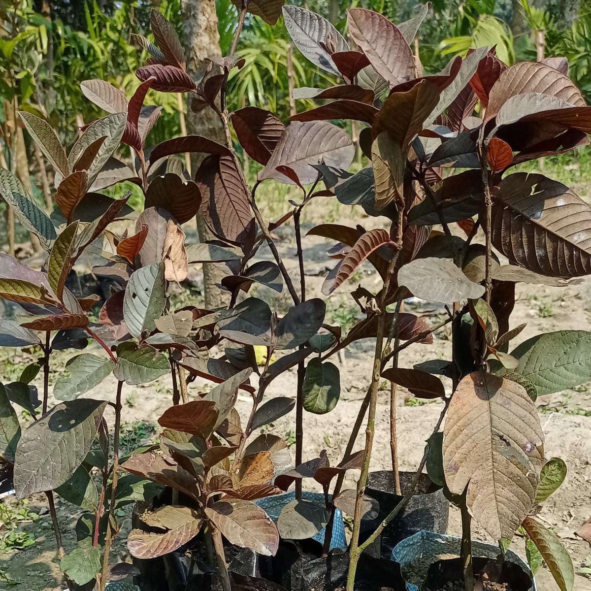 Thailand Red Guava Plant, image 3 of 4