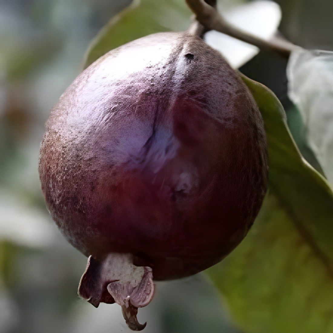 Thailand Red Guava Plant, image 4 of 4