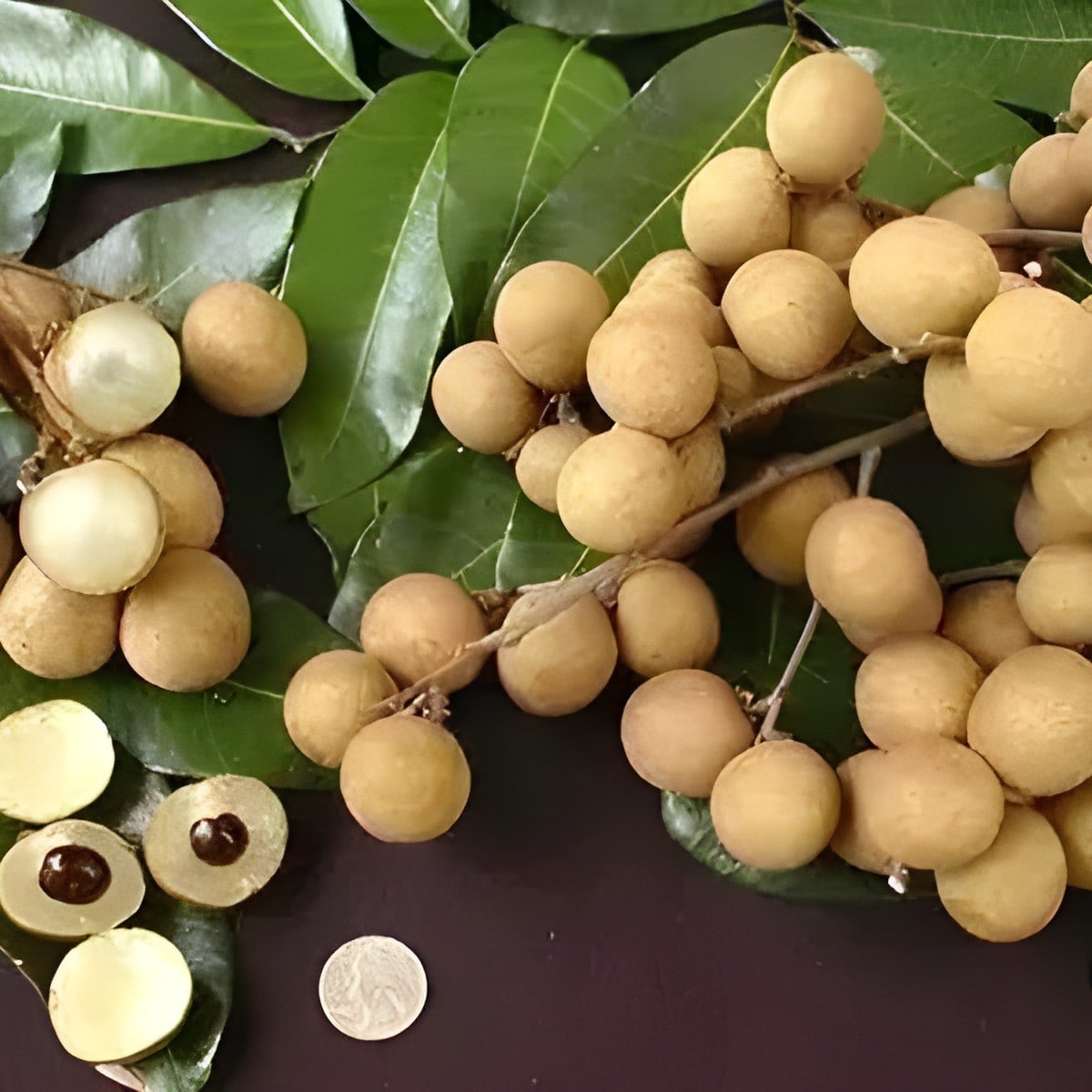 Khaki Longan Plant