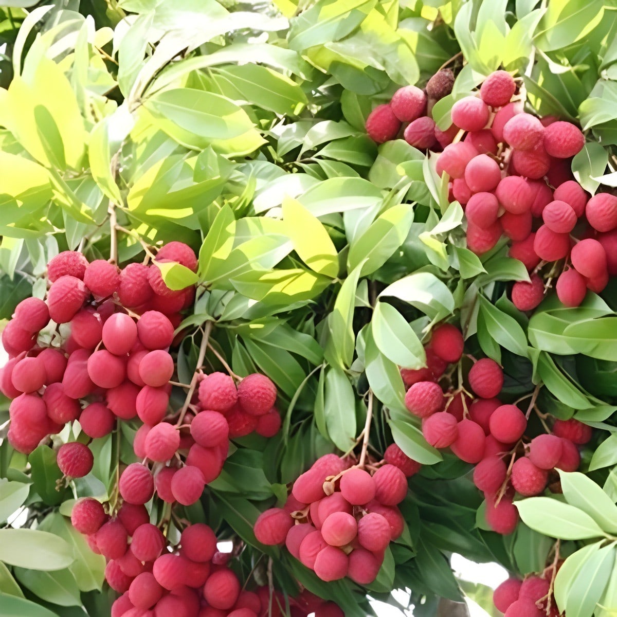 Muzaffarpur Sweet Litchi Plant