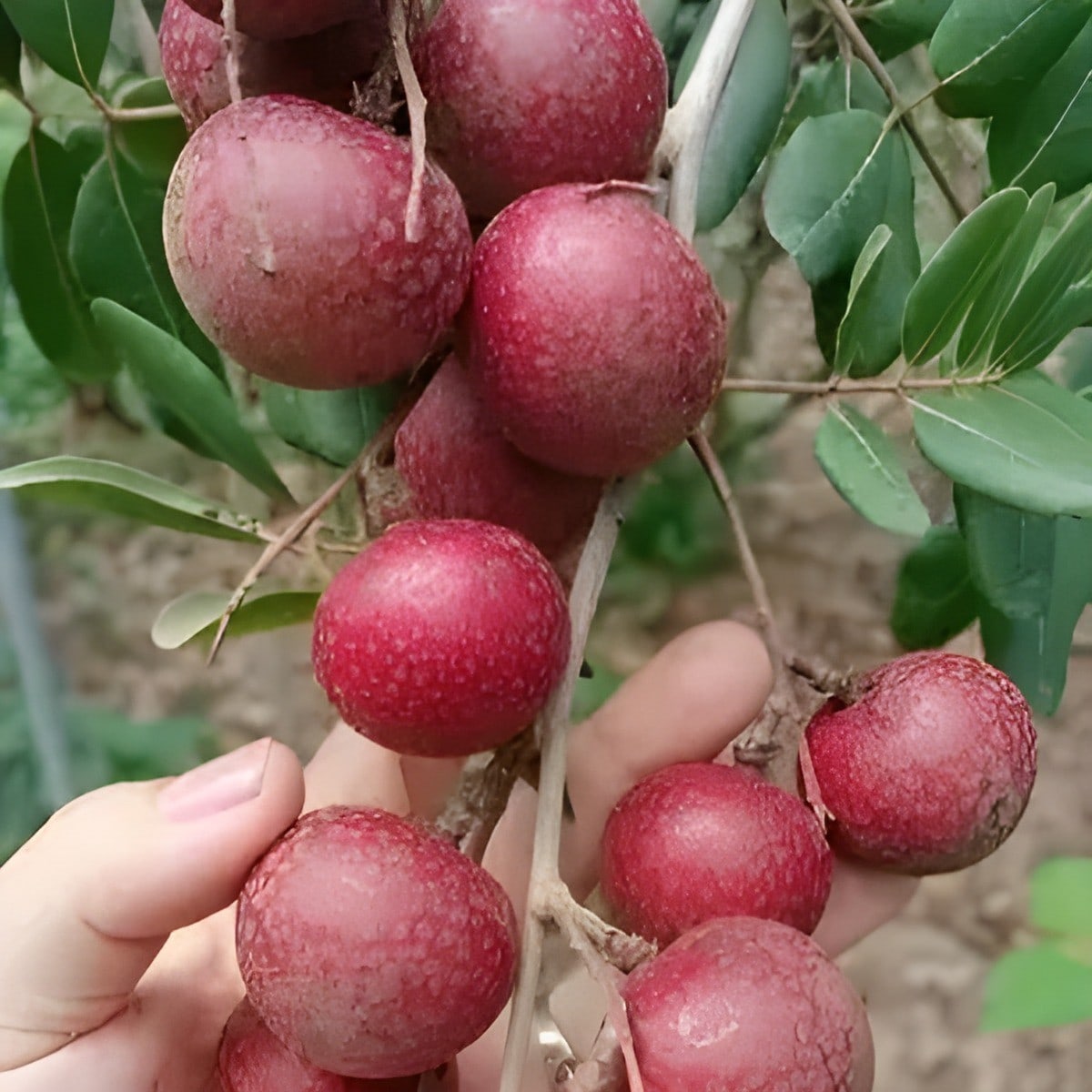 Red Ping Pong Longan Plant