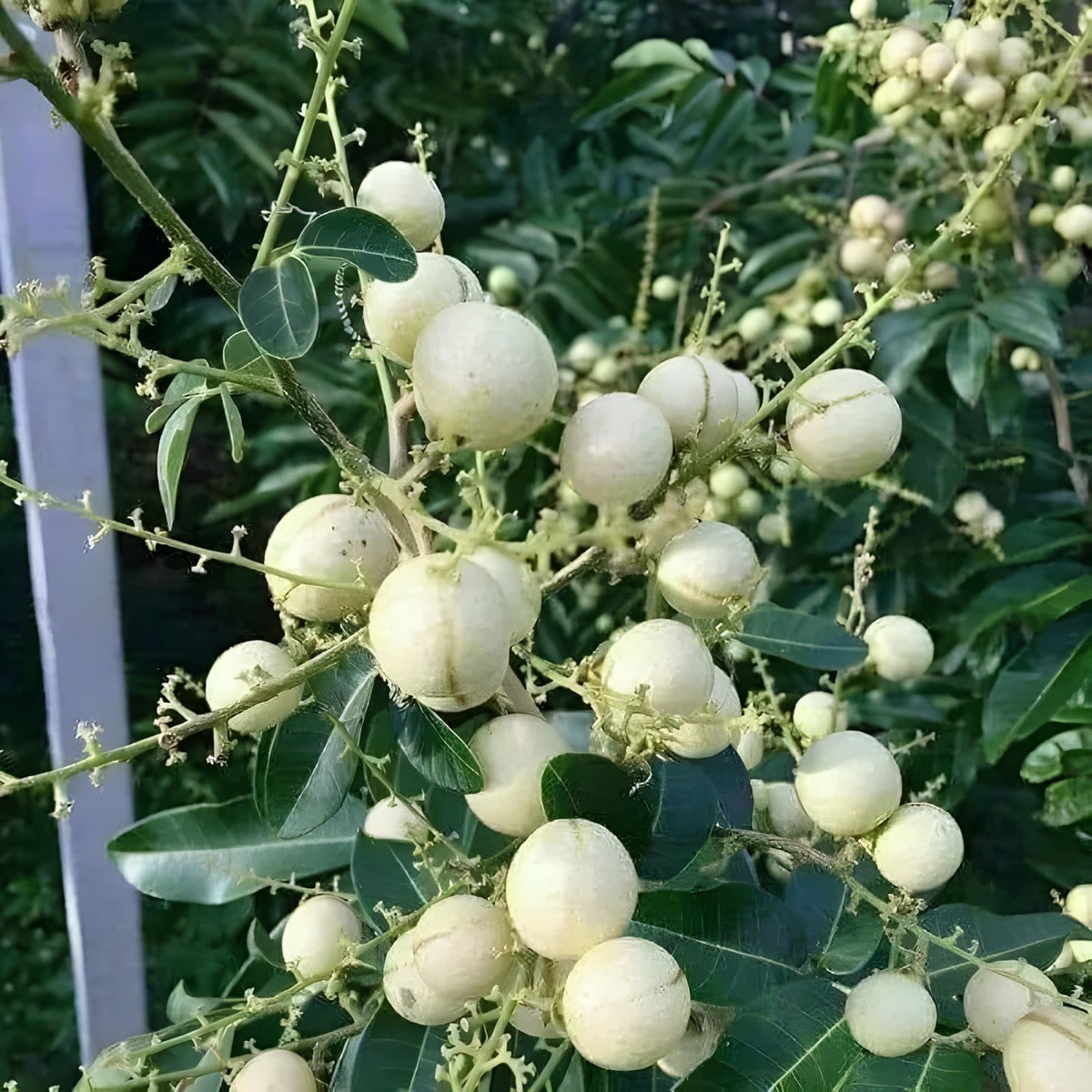 White Longan Plant