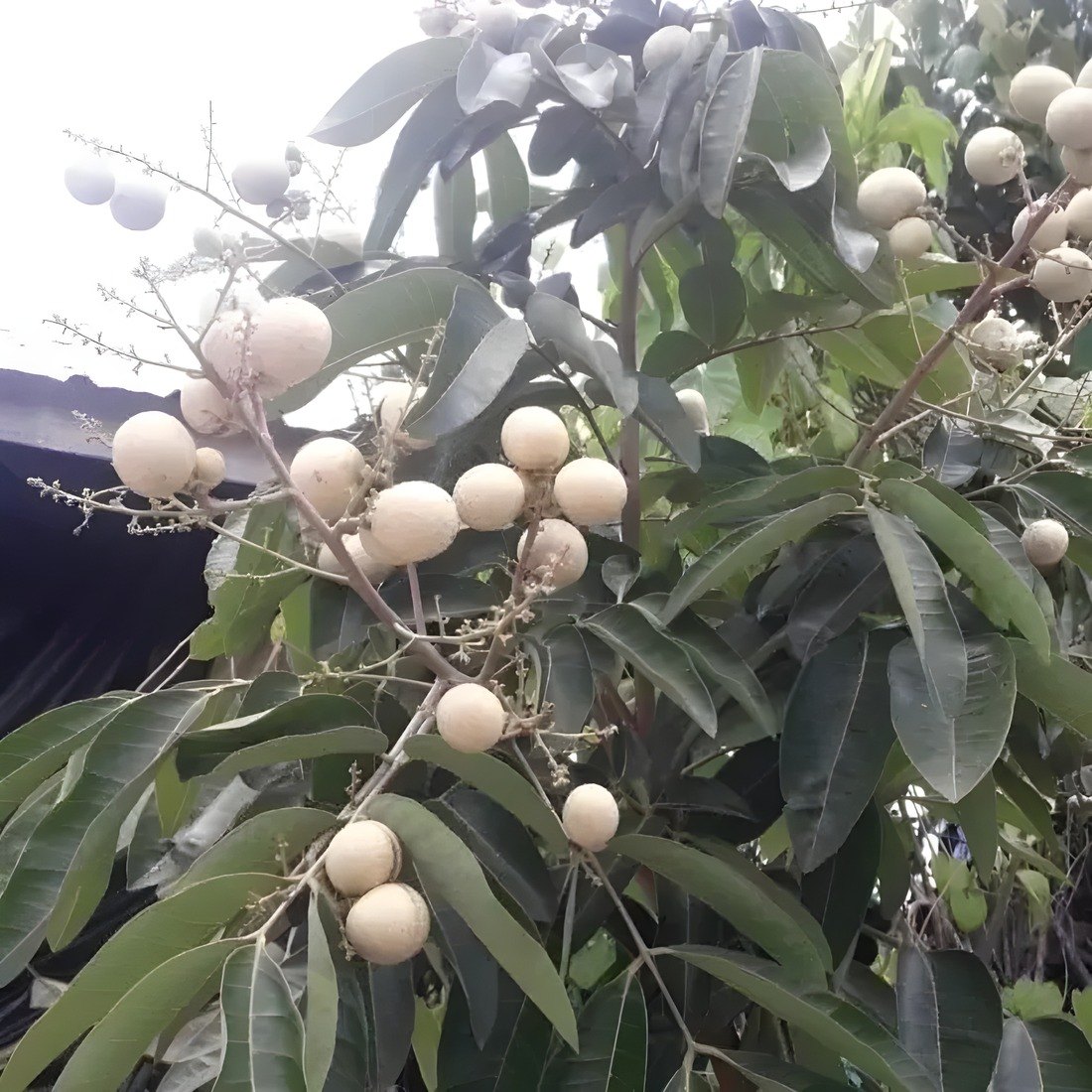 White Longan Plant, image 2 of 3