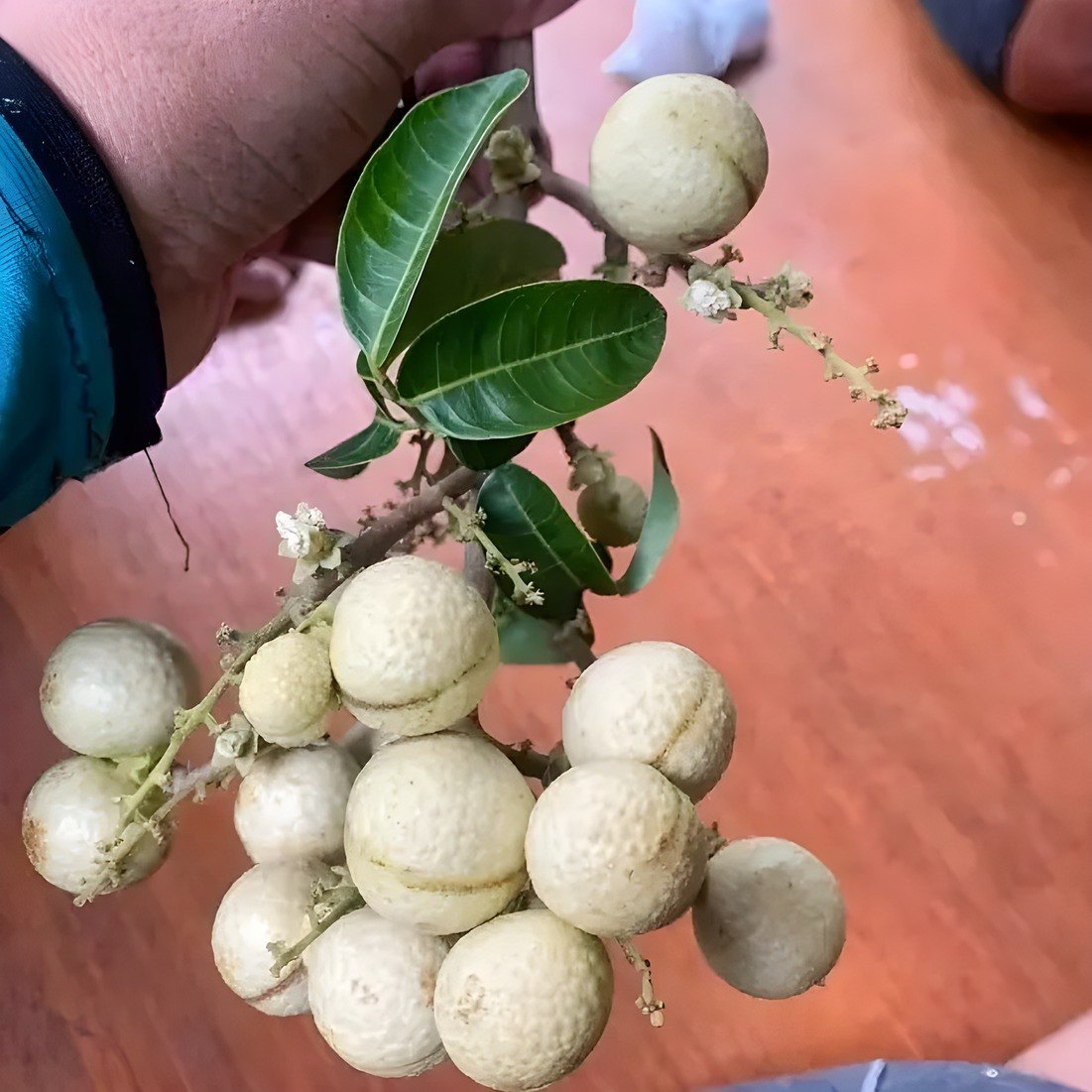 White Longan Plant, image 3 of 3