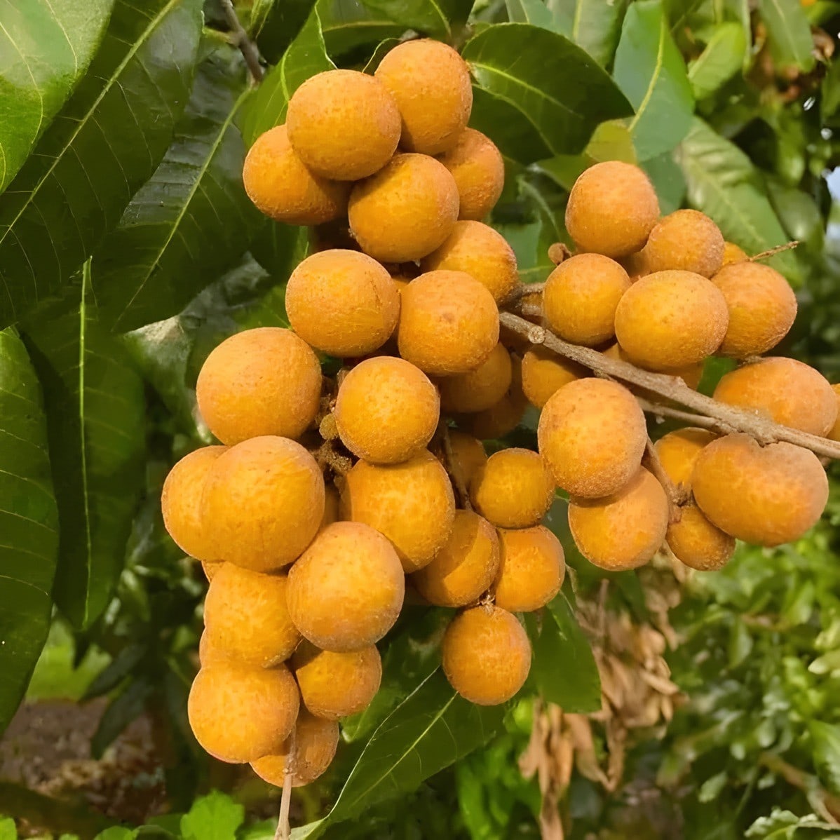 Ping Pong Longan Plant