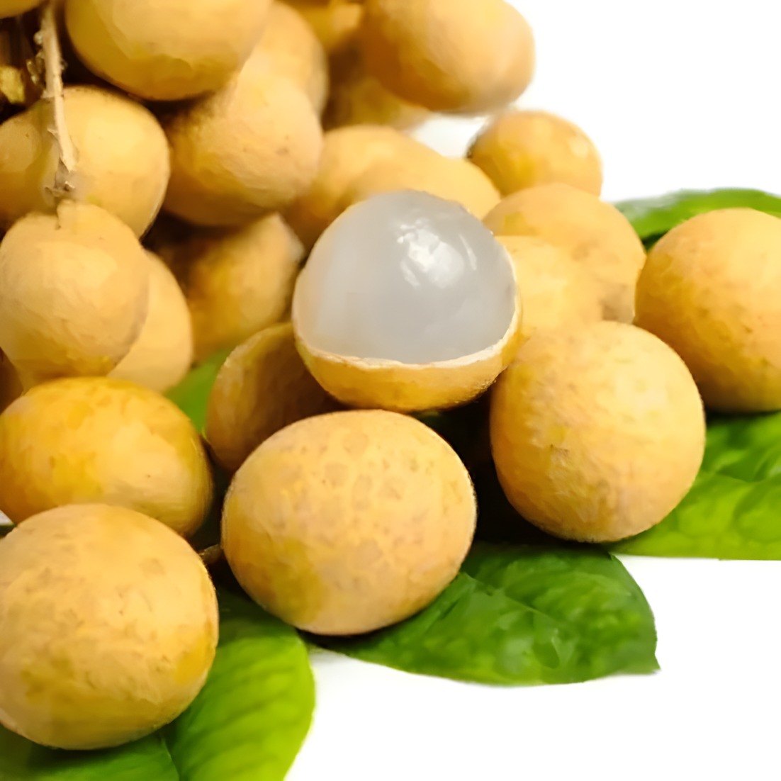 Ping Pong Longan Plant, image 2 of 3