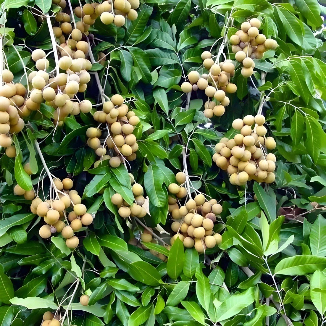 Ping Pong Longan Plant, image 3 of 3
