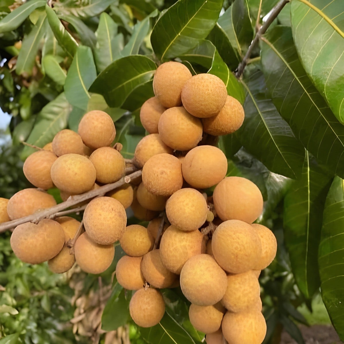 Four Season Longan Plant