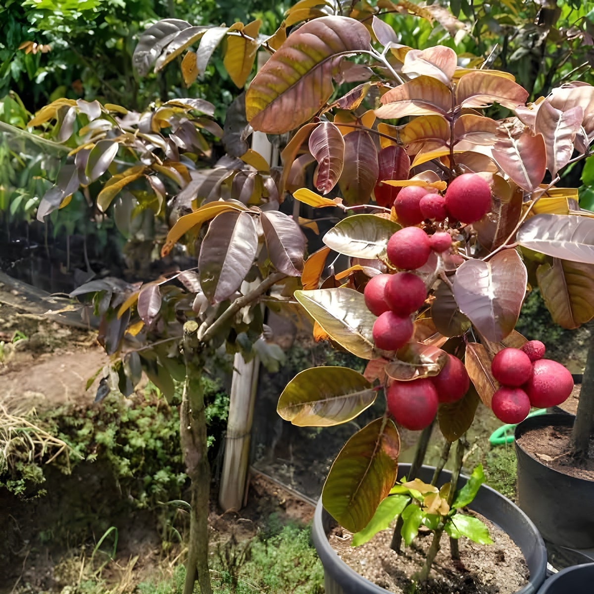 Red Ruby Longan Plant