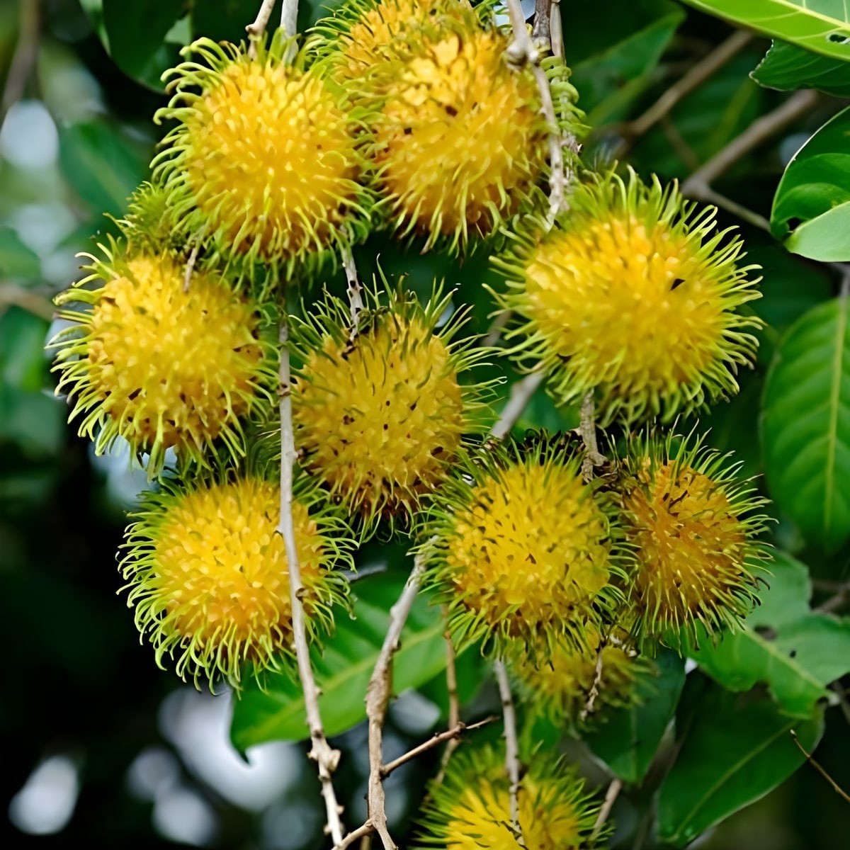 Yellow Rambutan Plant E 35