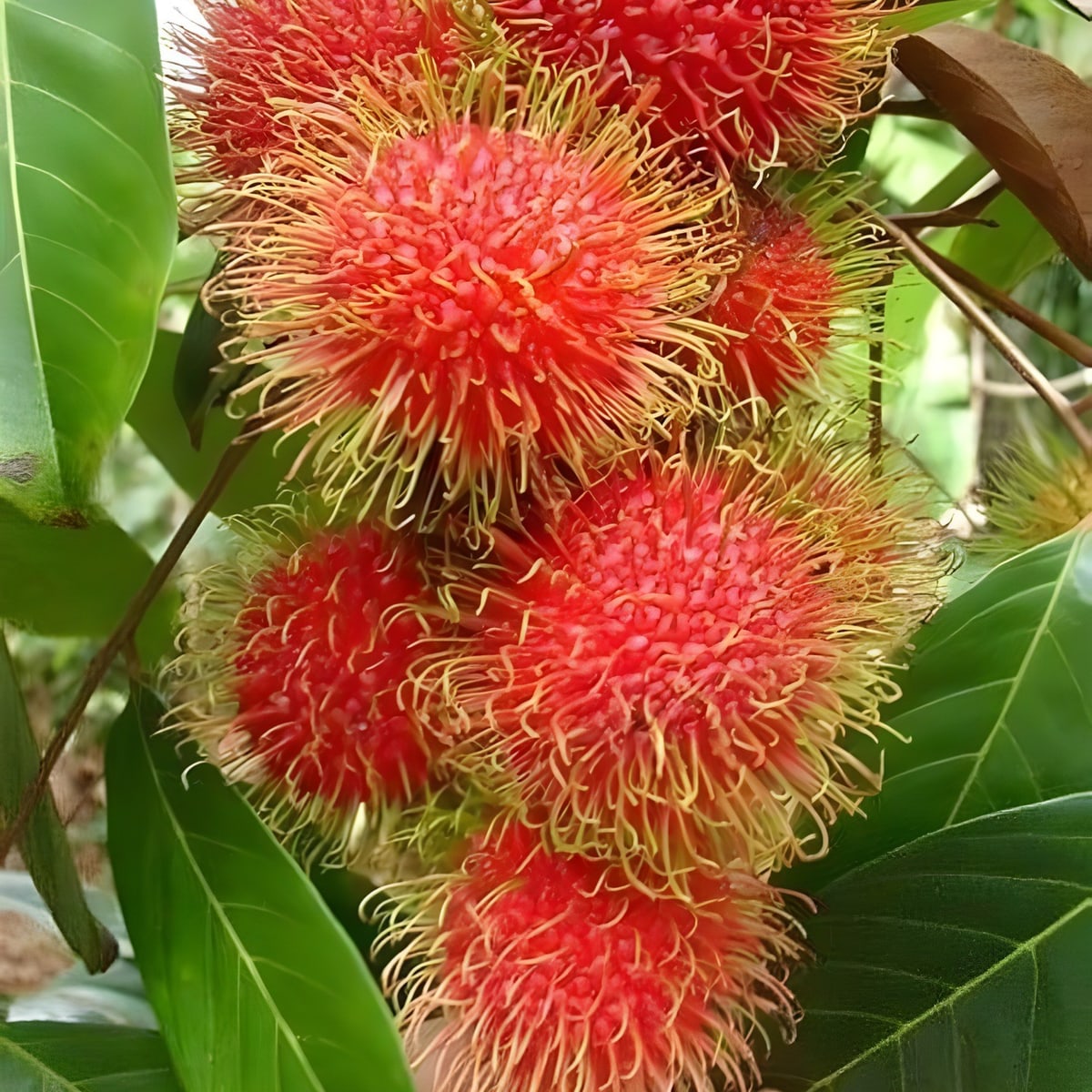 Rambutan Plant N 18