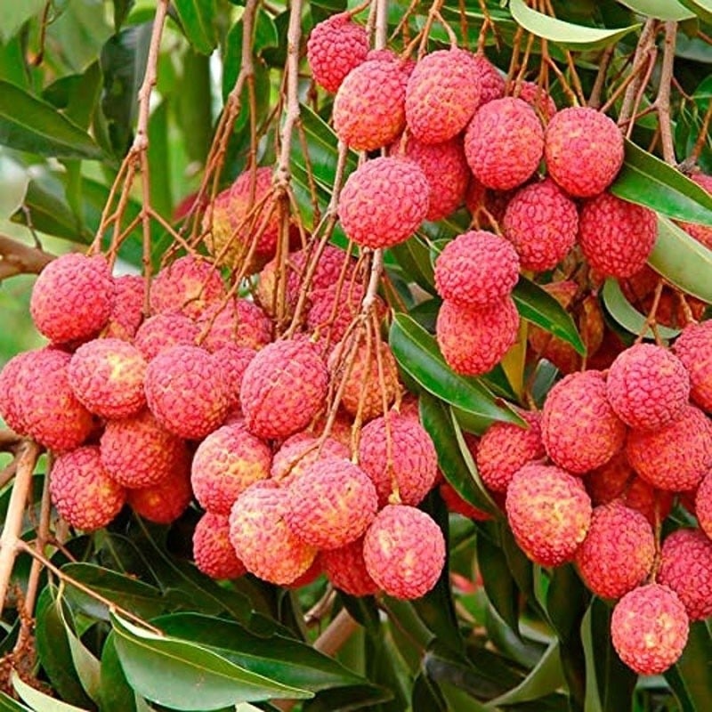 China 3 Litchi Plant