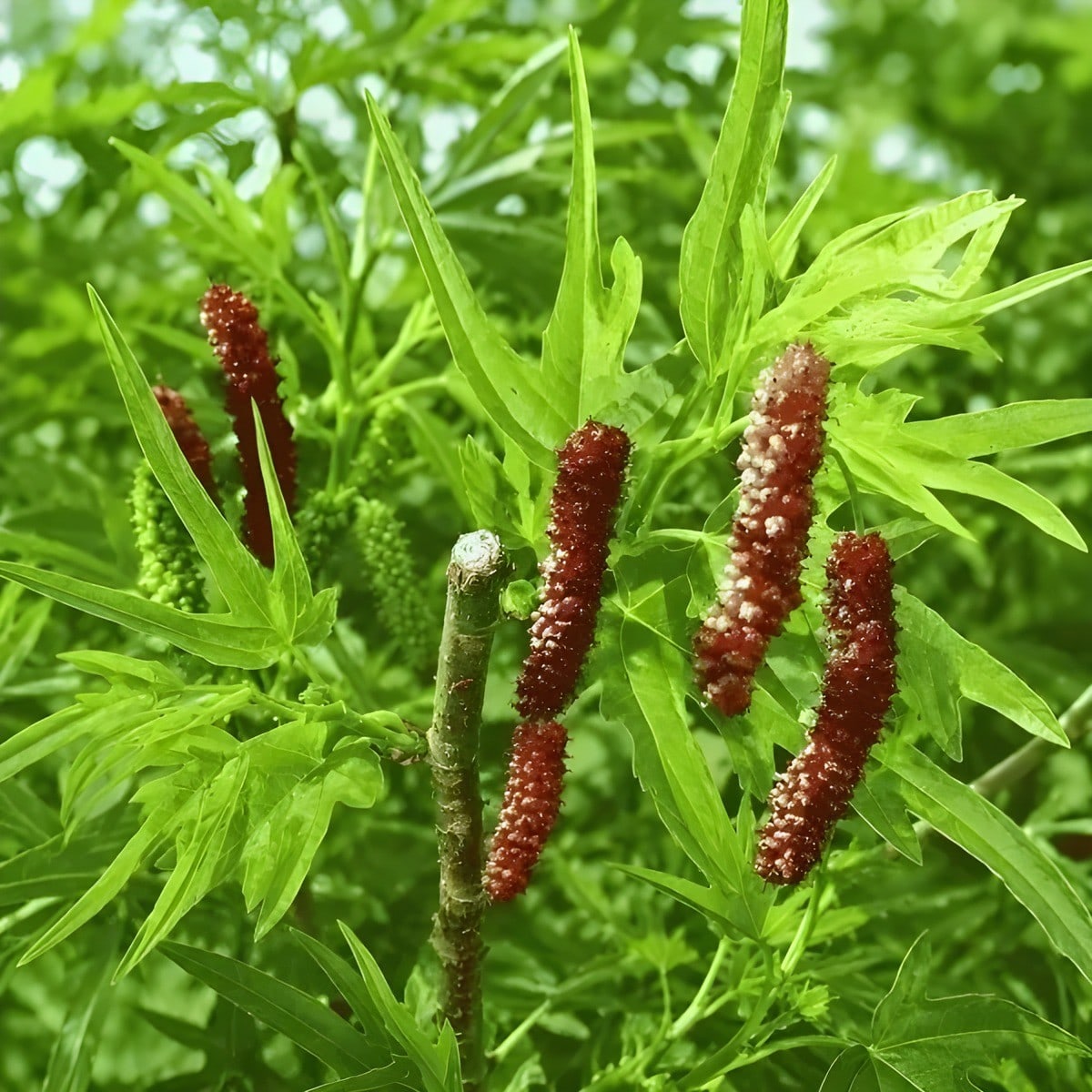 Dragon Mulberry Plant