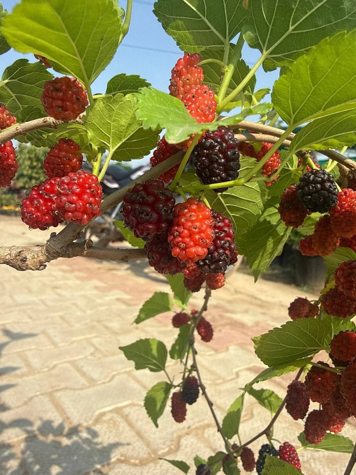 Chiang Mai 60 Mulberry Plant