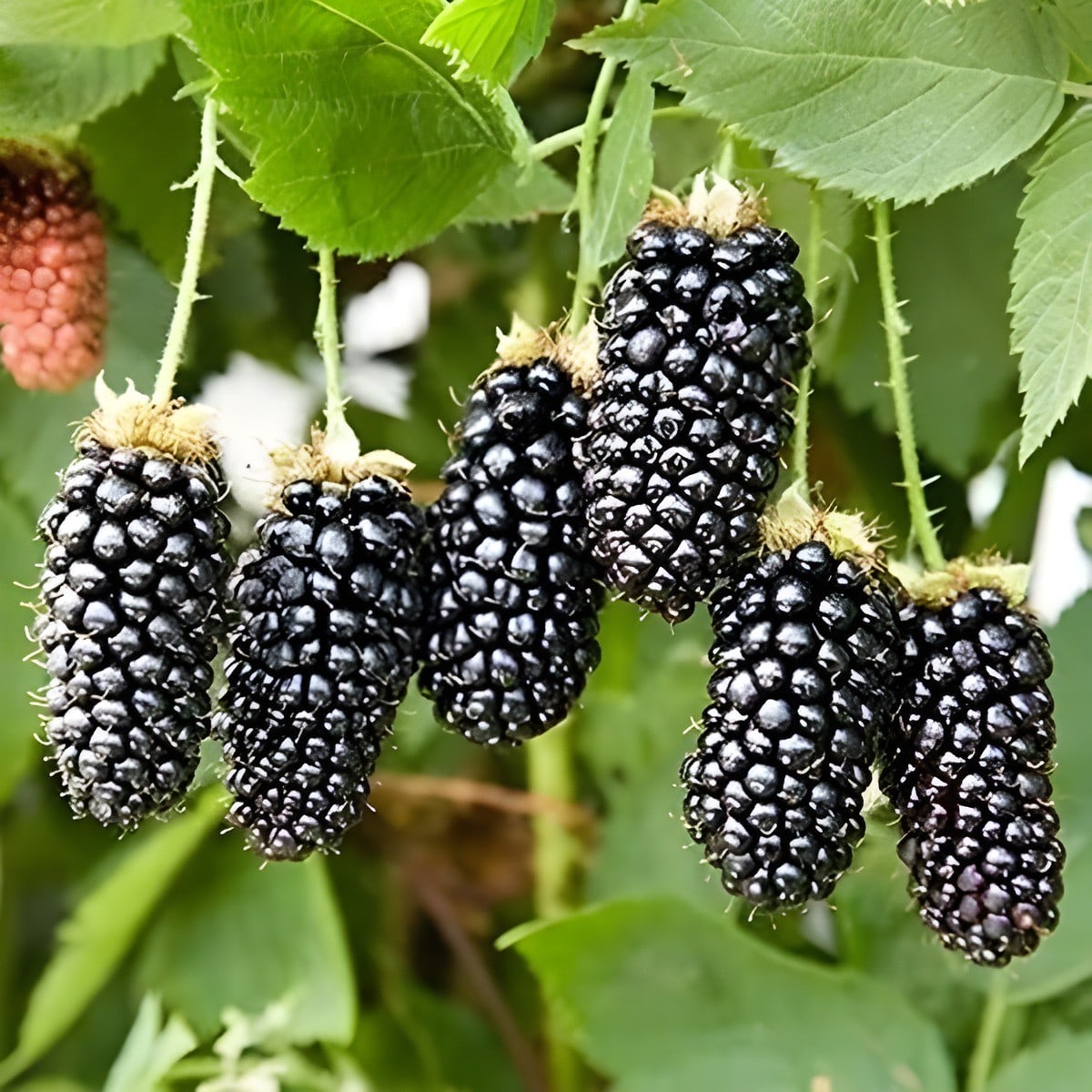 Blackberry Plant
