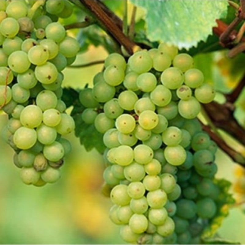Thai Grapes Plant
