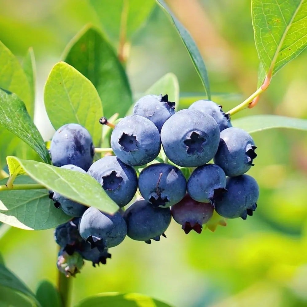 Blueberry Plant