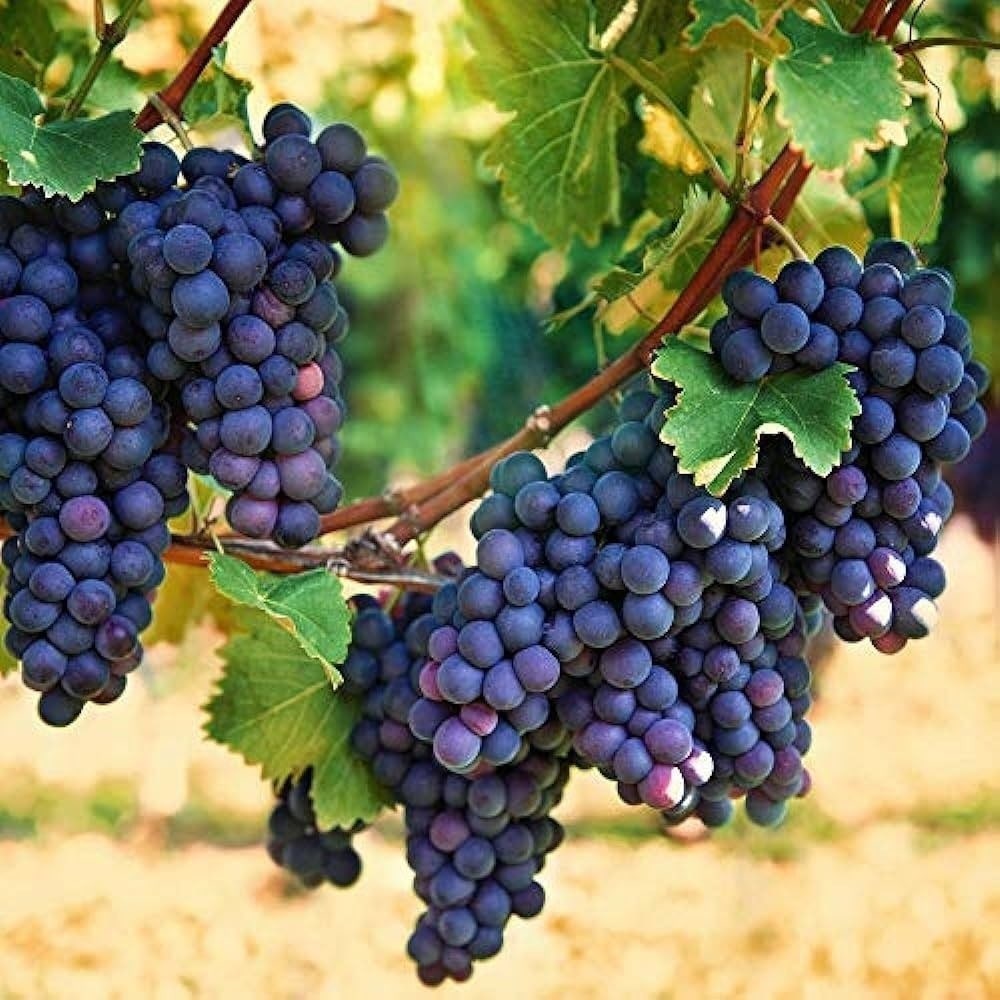 Black Grapes Plant